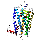 Struttura della proteina rodopsina