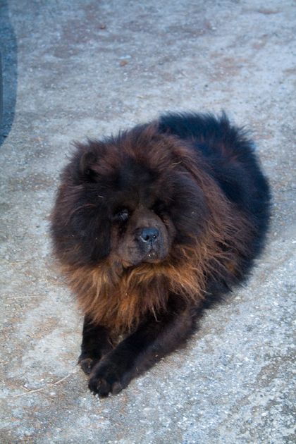 Un bellissimo guardiano capace di star fuori anche a -20 gradi